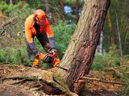 Seasonal Cleanup (Spring/Fall) in Cullman, AL