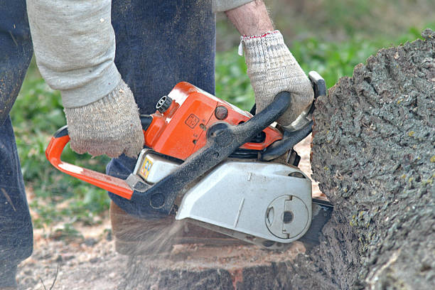 How Our Tree Care Process Works  in  Cullman, AL