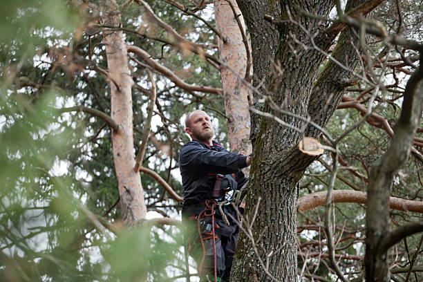 Cullman, AL Tree Care Company